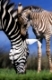 Grant's zebras, mare with foal, Equus quagga boehmi,   Grantzebras, Boehmzebras, Stute mit Fohlen, Boehm-Zebra, Afrika